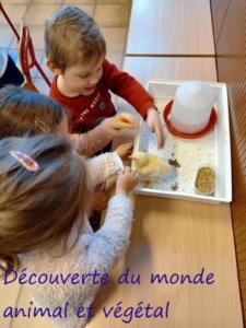 23-Decouverte-du-monde-animal-et-vegetal-1