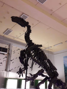 Iguanodon Nora (143)