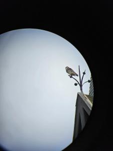 Les-rapaces-3P-14