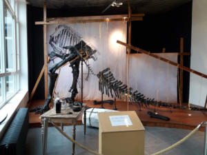 Iguanodon Nora (151)